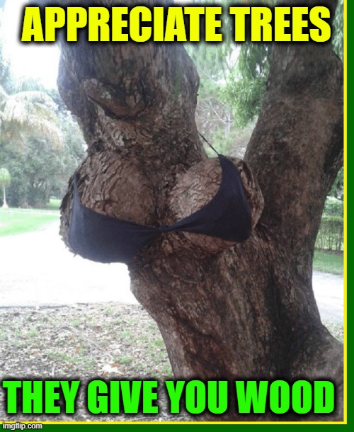 Never Lose Your Appreciation for Nature | APPRECIATE TREES; THEY GIVE YOU WOOD | image tagged in vince vance,mother nature,shady,trees,wood,new memes | made w/ Imgflip meme maker