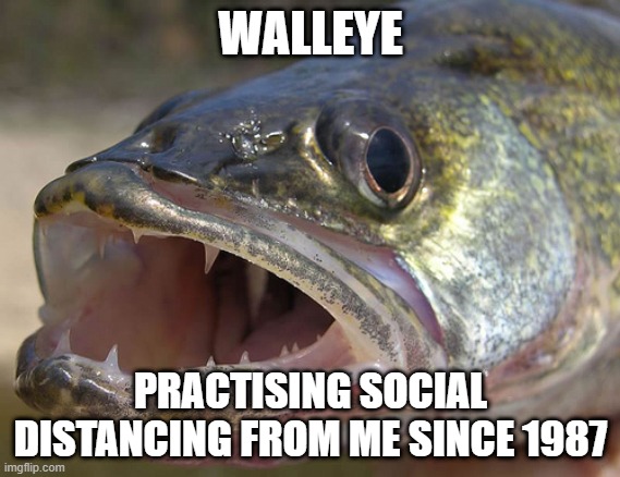 Walleye | WALLEYE; PRACTISING SOCIAL DISTANCING FROM ME SINCE 1987 | image tagged in walleye | made w/ Imgflip meme maker