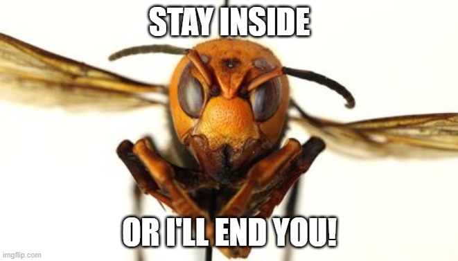 Murder Hornet | STAY INSIDE; OR I'LL END YOU! | image tagged in murder hornet | made w/ Imgflip meme maker