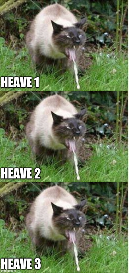 Heaving cat | HEAVE 1; HEAVE 2; HEAVE 3 | image tagged in cat puking,heaving cat | made w/ Imgflip meme maker