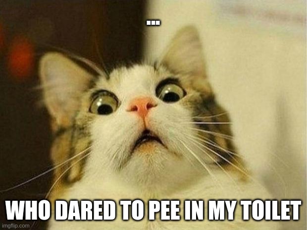 Scared Cat | ... WHO DARED TO PEE IN MY TOILET | image tagged in memes,scared cat | made w/ Imgflip meme maker