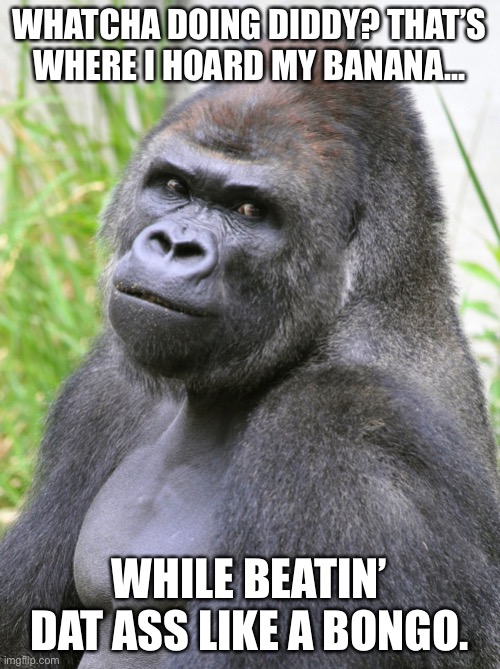 Hot Gorilla  | WHATCHA DOING DIDDY? THAT’S WHERE I HOARD MY BANANA... WHILE BEATIN’ DAT ASS LIKE A BONGO. | image tagged in hot gorilla | made w/ Imgflip meme maker