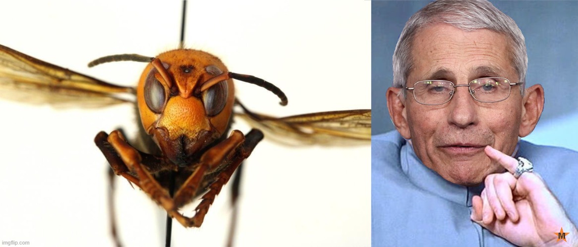 Release the Murder Hornets | image tagged in murder hornet,murder hornets,dr evil,dr fauci,anthony fauci,covid19 | made w/ Imgflip meme maker