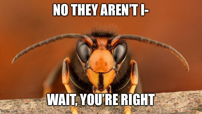 Murder Hornet | NO THEY AREN’T I- WAIT, YOU’RE RIGHT | image tagged in murder hornet | made w/ Imgflip meme maker