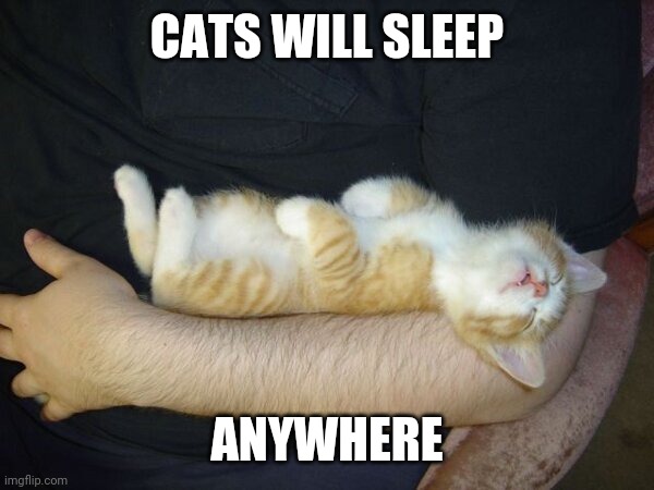 IF IT FITS IT SITS | CATS WILL SLEEP; ANYWHERE | image tagged in cats,funny cats | made w/ Imgflip meme maker