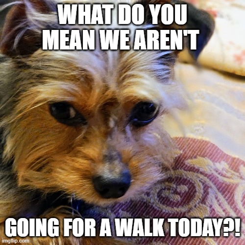 This walk is non-negotiable | WHAT DO YOU MEAN WE AREN'T; GOING FOR A WALK TODAY?! | image tagged in dog,dog walk | made w/ Imgflip meme maker