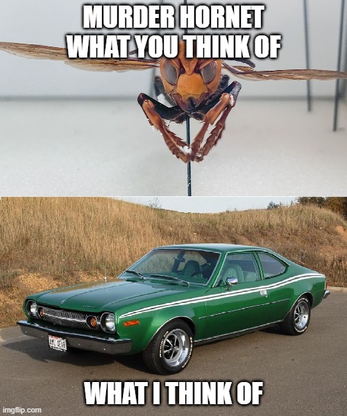 hornet | MURDER HORNET WHAT YOU THINK OF; WHAT I THINK OF | image tagged in amc,hornet,murder,murder hornet | made w/ Imgflip meme maker
