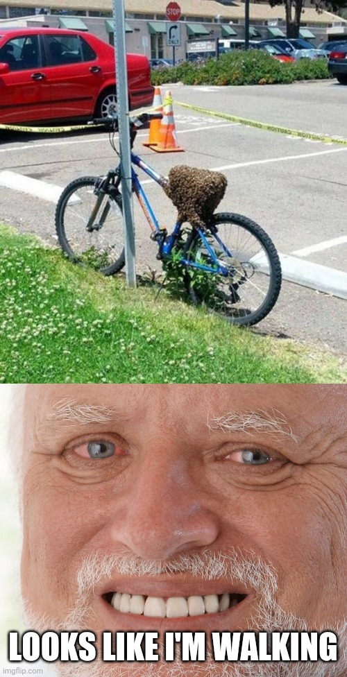 LET THE BEES HAVE IT | LOOKS LIKE I'M WALKING | image tagged in hide the pain harold,memes,bees,wtf,bicycle | made w/ Imgflip meme maker