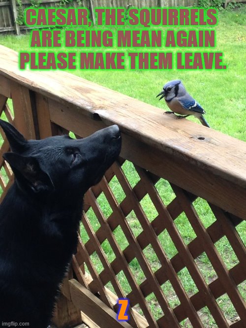 Love is Natural | CAESAR, THE SQUIRRELS 
ARE BEING MEAN AGAIN
PLEASE MAKE THEM LEAVE. Z | image tagged in dog,dogs | made w/ Imgflip meme maker