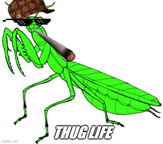 THUG LIFE | image tagged in praying mantis | made w/ Imgflip meme maker