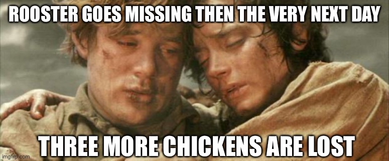 frodo and sam after destroying the ring | ROOSTER GOES MISSING THEN THE VERY NEXT DAY; THREE MORE CHICKENS ARE LOST | image tagged in frodo and sam after destroying the ring | made w/ Imgflip meme maker