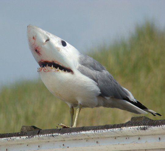 High Quality Shark Gull Blank Meme Template
