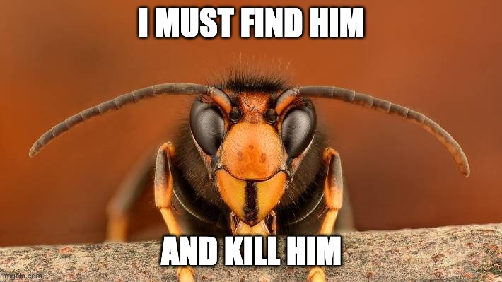 Murder Hornet | I MUST FIND HIM AND KILL HIM | image tagged in murder hornet | made w/ Imgflip meme maker