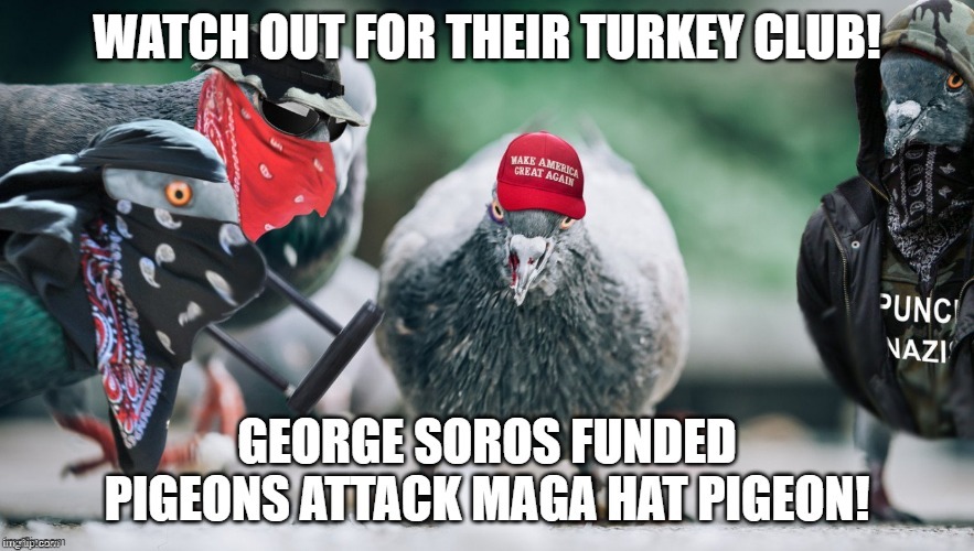 WATCH OUT FOR THEIR TURKEY CLUB! | image tagged in maga hat pigeon,antifa attack trump supporter,antifa uses turkey club in violent attack | made w/ Imgflip meme maker