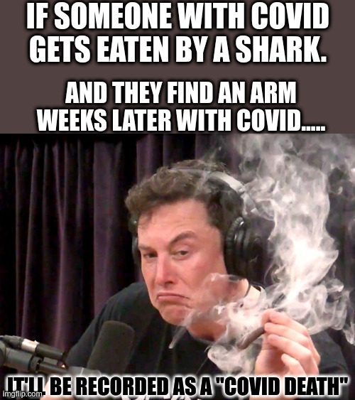 Elon, Covid and a Shark | IF SOMEONE WITH COVID GETS EATEN BY A SHARK. AND THEY FIND AN ARM WEEKS LATER WITH COVID..... IT'LL BE RECORDED AS A "COVID DEATH" | image tagged in elon musk smoking weed,elon musk,elon musk weed,covid-19,sharks | made w/ Imgflip meme maker