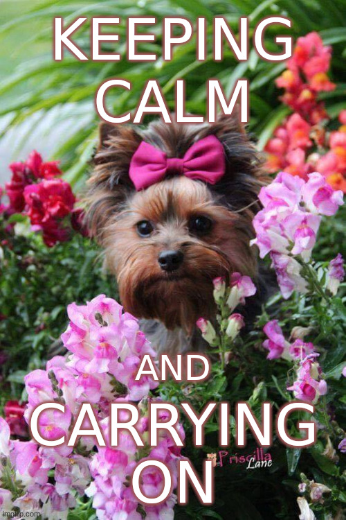 KEEPING CALM AND CARRYING ON | KEEPING; CALM; CARRYING
ON; AND | image tagged in flower yorkie | made w/ Imgflip meme maker