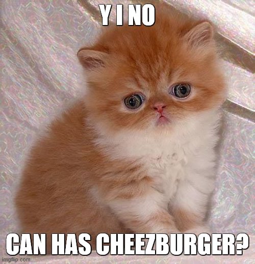 Sad Persian Kitten | Y I NO CAN HAS CHEEZBURGER? | image tagged in sad persian kitten | made w/ Imgflip meme maker