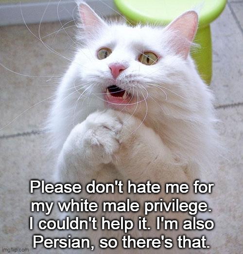 Please don't hate me... | Please don't hate me for
my white male privilege.
 I couldn't help it. I'm also 
Persian, so there's that. | image tagged in begging cat | made w/ Imgflip meme maker