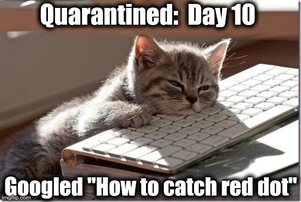 Bored Keyboard Cat | Quarantined:  Day 10; Googled "How to catch red dot" | image tagged in bored keyboard cat | made w/ Imgflip meme maker
