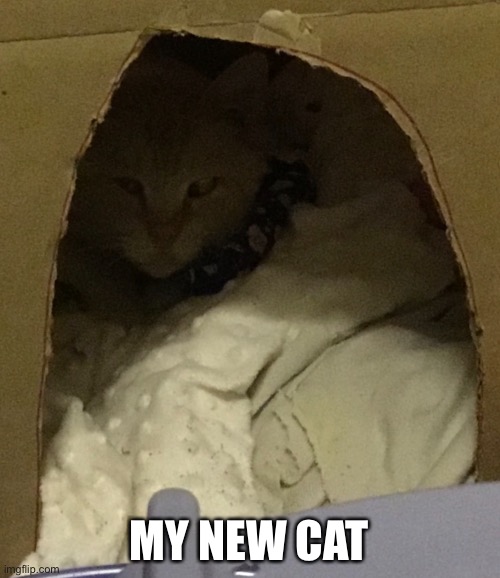 MY NEW CAT | made w/ Imgflip meme maker