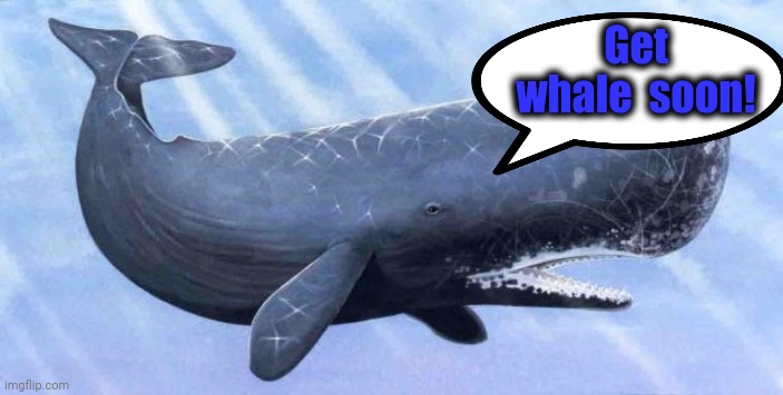 sperm whale | Get whale  soon! | image tagged in sperm whale | made w/ Imgflip meme maker