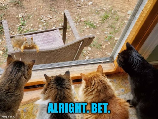 Parimutuel | ALRIGHT. BET. | image tagged in squirrel,cats | made w/ Imgflip meme maker