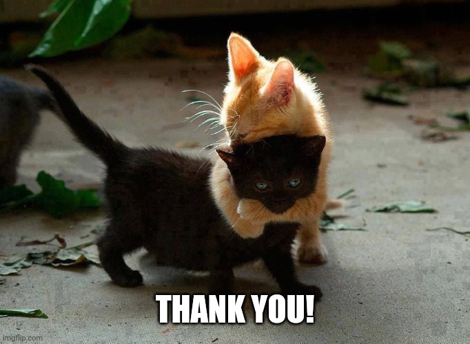 kitten hug | THANK YOU! | image tagged in kitten hug | made w/ Imgflip meme maker