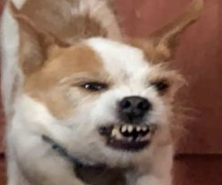 High Quality Confusingly irritated dog Blank Meme Template