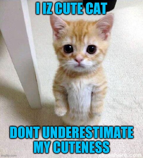 cute cat | I IZ CUTE CAT; DONT UNDERESTIMATE MY CUTENESS | image tagged in memes,cute cat | made w/ Imgflip meme maker