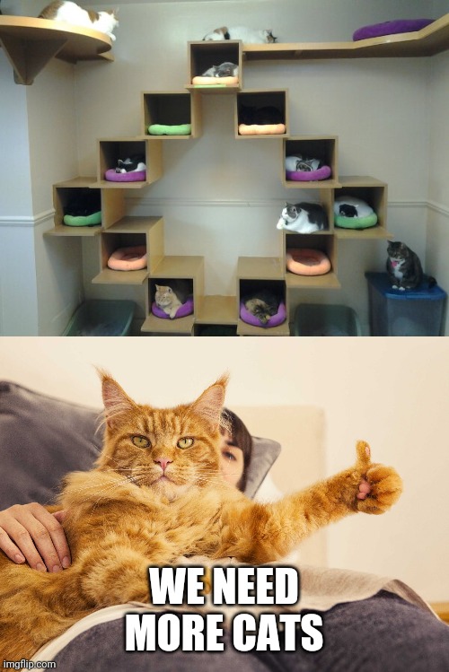 CAT HOTEL | WE NEED MORE CATS | image tagged in cat thumbs up 3,cats | made w/ Imgflip meme maker