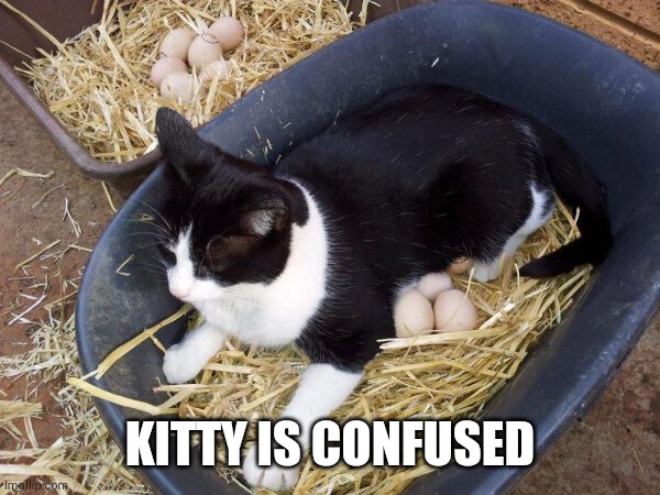 JUST WANTS A FAMILY | KITTY IS CONFUSED | image tagged in cats,funny cats | made w/ Imgflip meme maker