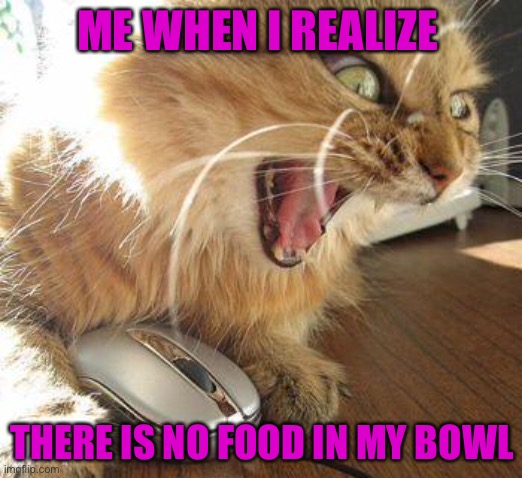 Angry cat ? | ME WHEN I REALIZE; THERE IS NO FOOD IN MY BOWL | image tagged in angry cat | made w/ Imgflip meme maker