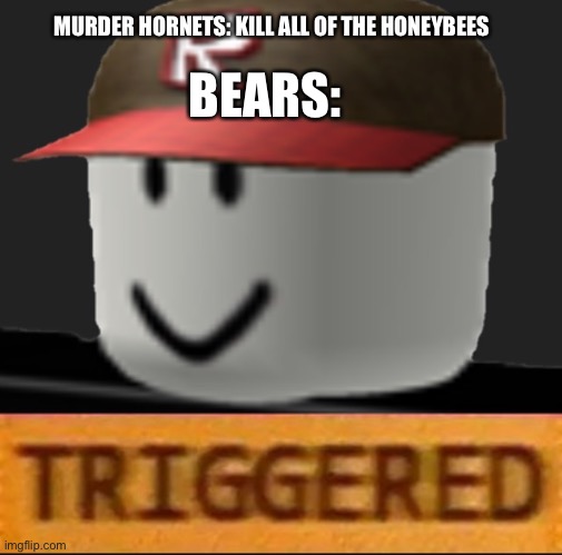 Roblox Triggered |  MURDER HORNETS: KILL ALL OF THE HONEYBEES; BEARS: | image tagged in roblox triggered | made w/ Imgflip meme maker