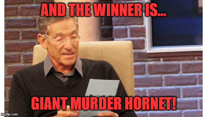 Maury The results are in | AND THE WINNER IS... GIANT MURDER HORNET! | image tagged in maury the results are in | made w/ Imgflip meme maker