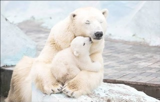 Polar bear with three babies Blank Meme Template