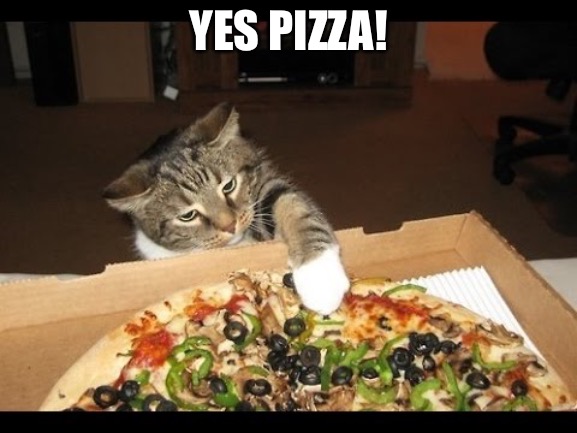 Pizza cat | YES PIZZA! | image tagged in pizza cat | made w/ Imgflip meme maker