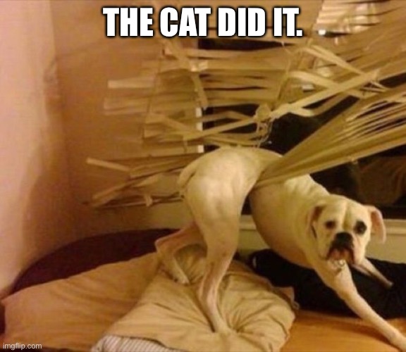 guilty dog | THE CAT DID IT. | image tagged in guilty dog | made w/ Imgflip meme maker