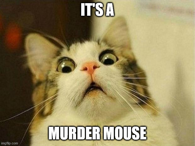 Scared Cat | IT'S A; MURDER MOUSE | image tagged in memes,scared cat | made w/ Imgflip meme maker