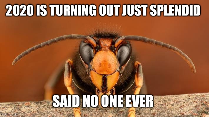 Murder Hornet | 2020 IS TURNING OUT JUST SPLENDID; SAID NO ONE EVER | image tagged in murder hornet | made w/ Imgflip meme maker