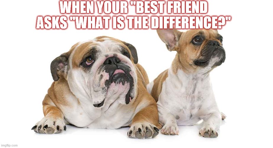 Dogos | WHEN YOUR "BEST FRIEND ASKS "WHAT IS THE DIFFERENCE?" | image tagged in dogs | made w/ Imgflip meme maker