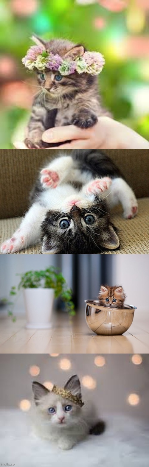 CATS RULE. ESPECIALLY ADORABLE KITTENS!!!!!!!!!!!!!!!!!!! :D | image tagged in cute kittens | made w/ Imgflip meme maker