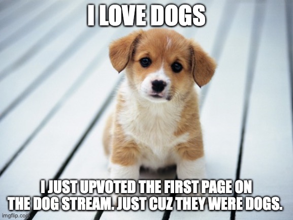 Is that bad? | I LOVE DOGS; I JUST UPVOTED THE FIRST PAGE ON THE DOG STREAM. JUST CUZ THEY WERE DOGS. | image tagged in cute puppy 1,haha,i love dogs | made w/ Imgflip meme maker