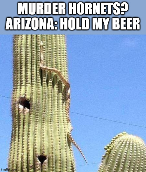 cactussnake | MURDER HORNETS?
ARIZONA: HOLD MY BEER | image tagged in funny | made w/ Imgflip meme maker
