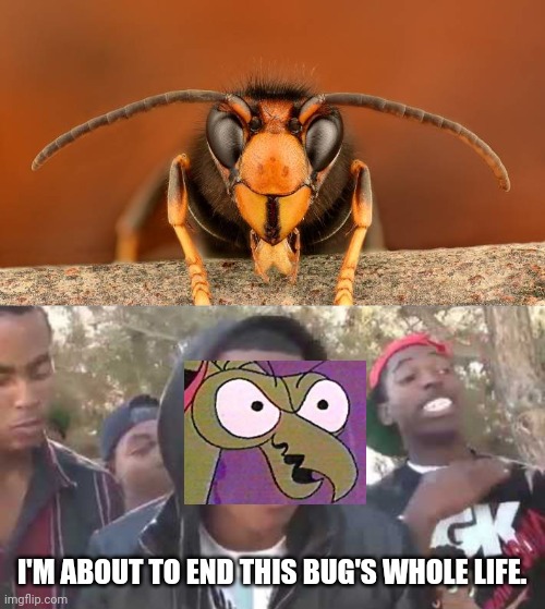 I'M ABOUT TO END THIS BUG'S WHOLE LIFE. | image tagged in i'm about to end this man's whole career,murder hornet | made w/ Imgflip meme maker