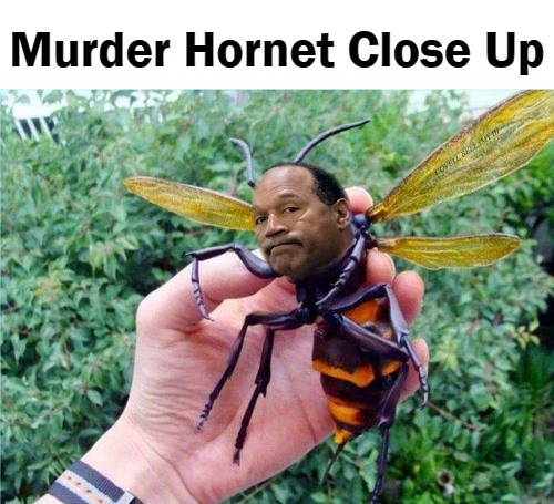 OJ Simpson Murder Hornet Close Up Blank Meme Template