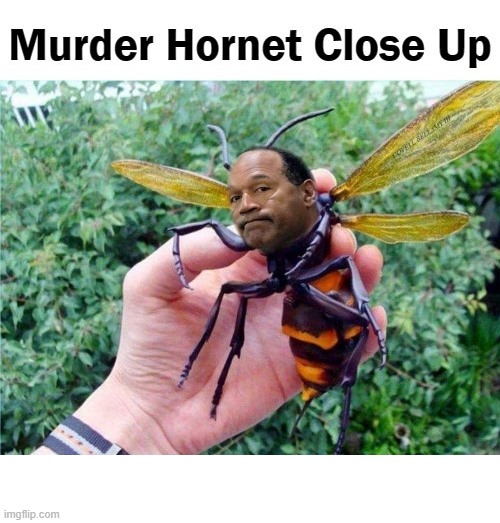 OJ Simpson Murder Hornet Close Up | image tagged in oj simpson murder hornet close up | made w/ Imgflip meme maker