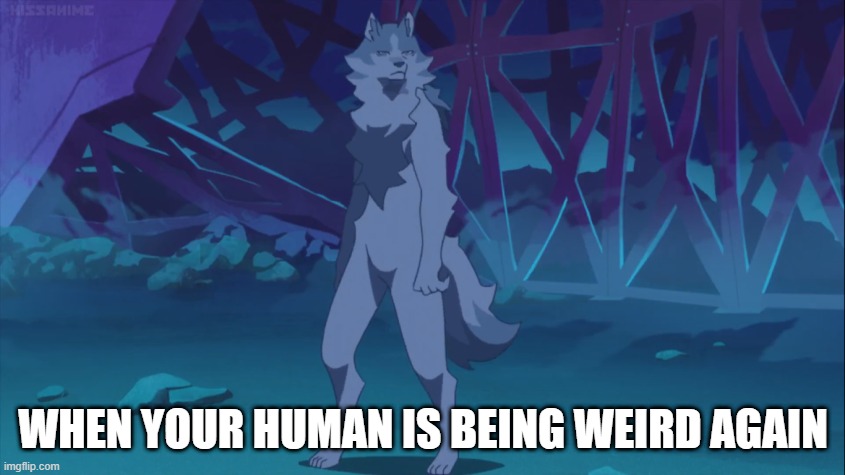 WHEN YOUR HUMAN IS BEING WEIRD AGAIN | made w/ Imgflip meme maker