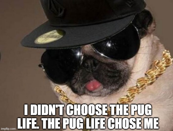 Gangster Pug | I DIDN'T CHOOSE THE PUG LIFE. THE PUG LIFE CHOSE ME | image tagged in gangster pug | made w/ Imgflip meme maker