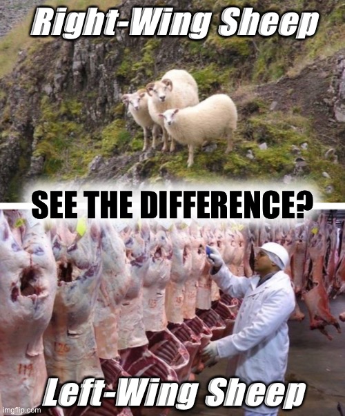 See the difference? | Right-Wing Sheep; SEE THE DIFFERENCE? Left-Wing Sheep | image tagged in sheeple | made w/ Imgflip meme maker
