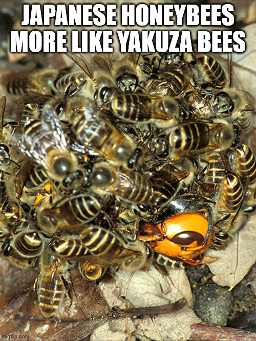 yakuza bees | JAPANESE HONEYBEES MORE LIKE YAKUZA BEES | image tagged in bees | made w/ Imgflip meme maker